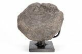 Dinosaur Vertebra with Metal Stand - Two Medicine Formation #192742-1